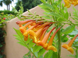 Tecoma stans Orange Jubilee | Trumpet Bush | 5_seeds