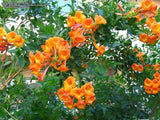 Tecoma stans Orange Jubilee | Trumpet Bush | 5_seeds