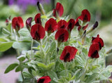 Tetragonolobus purpureus | Asparagus Square Podded Pea | Winged Lotus | 20_Seeds