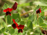 Tetragonolobus purpureus | Asparagus Square Podded Pea | Winged Lotus | 20_Seeds