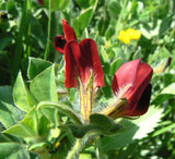 Tetragonolobus purpureus | Asparagus Square Podded Pea | Winged Lotus | 20_Seeds