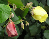 Thespesia populnea | Portia Tree | Aden Apple | Indian Tulip | Milo | 5_Seeds