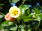 Thespesia populnea | Portia Tree | Aden Apple | Indian Tulip | Milo | 5_Seeds
