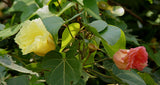 Thespesia populnea | Portia Tree | Aden Apple | Indian Tulip | Milo | 5_Seeds