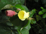 Thespesia populnea | Portia Tree | Aden Apple | Indian Tulip | Milo | 5_Seeds