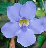 Thunbergia grandiflora Blue | Sky Bengal Clock Vine | 5_Seeds