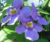 Thunbergia grandiflora Blue | Sky Bengal Clock Vine | 5_Seeds