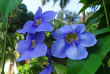 Thunbergia grandiflora Blue | Sky Bengal Clock Vine | 5_Seeds