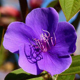 Tibouchina urvilleana | Glory Bush | Lasiandra | Princess Flower | 1000_Seeds