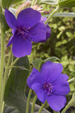 Tibouchina urvilleana | Glory Bush | Lasiandra | Princess Flower | 1000_Seeds