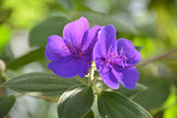 Tibouchina urvilleana | Glory Bush | Lasiandra | Princess Flower | 1000_Seeds