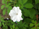 Ipomoea pes-tigridis | Tigers Foot Morning Glory | 10_Seeds