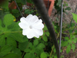 Ipomoea pes-tigridis | Tigers Foot Morning Glory | 10_Seeds