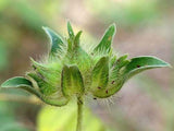 Ipomoea pes-tigridis | Tigers Foot Morning Glory | 10_Seeds