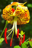 Lilium superbum | Turks-Cap | American Tiger | Turban Swamp Lily | 50_Seeds