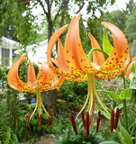 Lilium superbum | Turks-Cap | American Tiger | Turban Swamp Lily | 50_Seeds