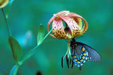 Lilium superbum | Turks-Cap | American Tiger | Turban Swamp Lily | 50_Seeds
