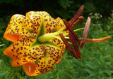 Lilium superbum | Turks-Cap | American Tiger | Turban Swamp Lily | 50_Seeds