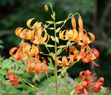 Lilium superbum | Turks-Cap | American Tiger | Turban Swamp Lily | 50_Seeds