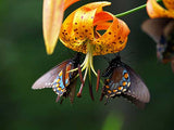 Lilium superbum | Turks-Cap | American Tiger | Turban Swamp Lily | 50_Seeds