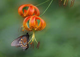 Lilium superbum | Turks-Cap | American Tiger | Turban Swamp Lily | 50_Seeds