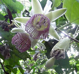 Passiflora tiliifolia | 10_Seeds