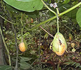 Passiflora tiliifolia | 10_Seeds