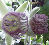Passiflora tiliifolia | 10_Seeds