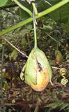 Passiflora tiliifolia | 10_Seeds