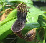 Aristolochia tiracambu #2 | 10_Seeds