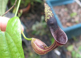 Aristolochia tiracambu #2 | 10_Seeds