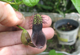 Aristolochia tiracambu #2 | 10_Seeds