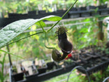 Aristolochia tiracambu #2 | 10_Seeds