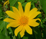 Tithonia diversifolia | Mexican Bolivian Sunflower | Marigold Tree | 20_Seeds