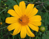 Tithonia diversifolia | Mexican Bolivian Sunflower | Marigold Tree | 20_Seeds