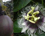 Passiflora edulis Toms special | 20_Seeds