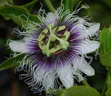 Passiflora edulis Toms special | 20_Seeds