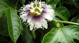 Passiflora edulis Toms special | 20_Seeds