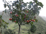 Cyphomandra betacea |  Tamarillo | Tree Tomato| 20_seeds