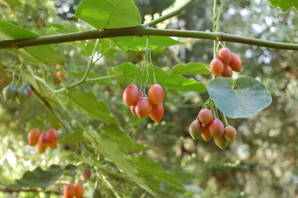 Cyphomandra Betacea Seeds – Grow Your Own Tamarillo (Tree Tomato) – 60 Seeds – Multiple Colors