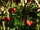 Cyphomandra betacea |  Tamarillo | Tree Tomato| 20_seeds