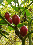 Cyphomandra betacea |  Tamarillo | Tree Tomato| 20_seeds