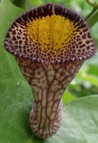 Aristolochia triangularis | 20_Seeds