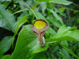 Aristolochia triangularis | 20_Seeds