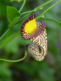 Aristolochia triangularis | 20_Seeds