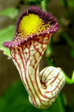Aristolochia triangularis | 20_Seeds