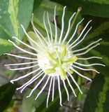 Passiflora tricuspis | 5_Seeds