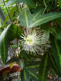 Passiflora tricuspis | 5_Seeds