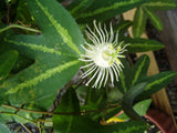 Passiflora tricuspis | 5_Seeds
