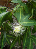 Passiflora tricuspis | 5_Seeds